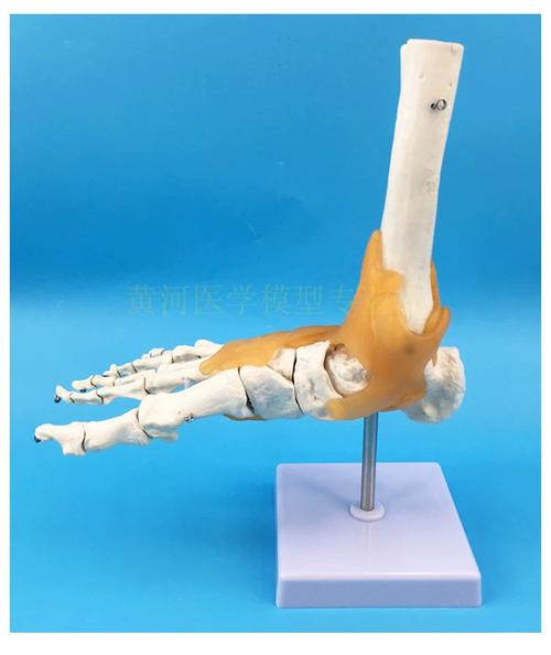 脚关节模型 仿真人体踝关节模型 带韧带 脚骨标本模型 教学用医用